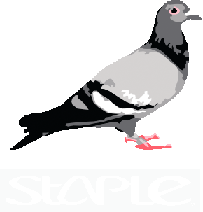 Staple Pigeon